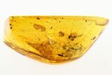 Detailed Fossil Ants and Fungus Gnat in Baltic Amber #273194-1